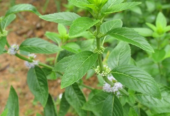 Semillas de menta de alta calidad