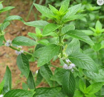 Semillas de menta de alta calidad