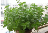 Semillas de menta de alta calidad