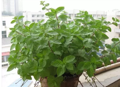 Semillas de menta de alta calidad