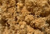 CHONDRUS CRISÙS / MUSGO IRLANDES / IRISH MOSS