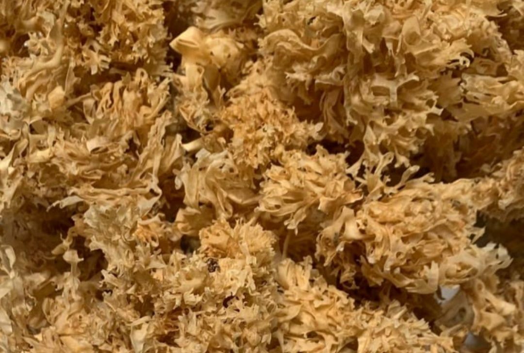 CHONDRUS CRISÙS / MUSGO IRLANDES / IRISH MOSS