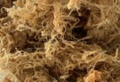 CHONDRUS CRISÙS / MUSGO IRLANDES / IRISH MOSS