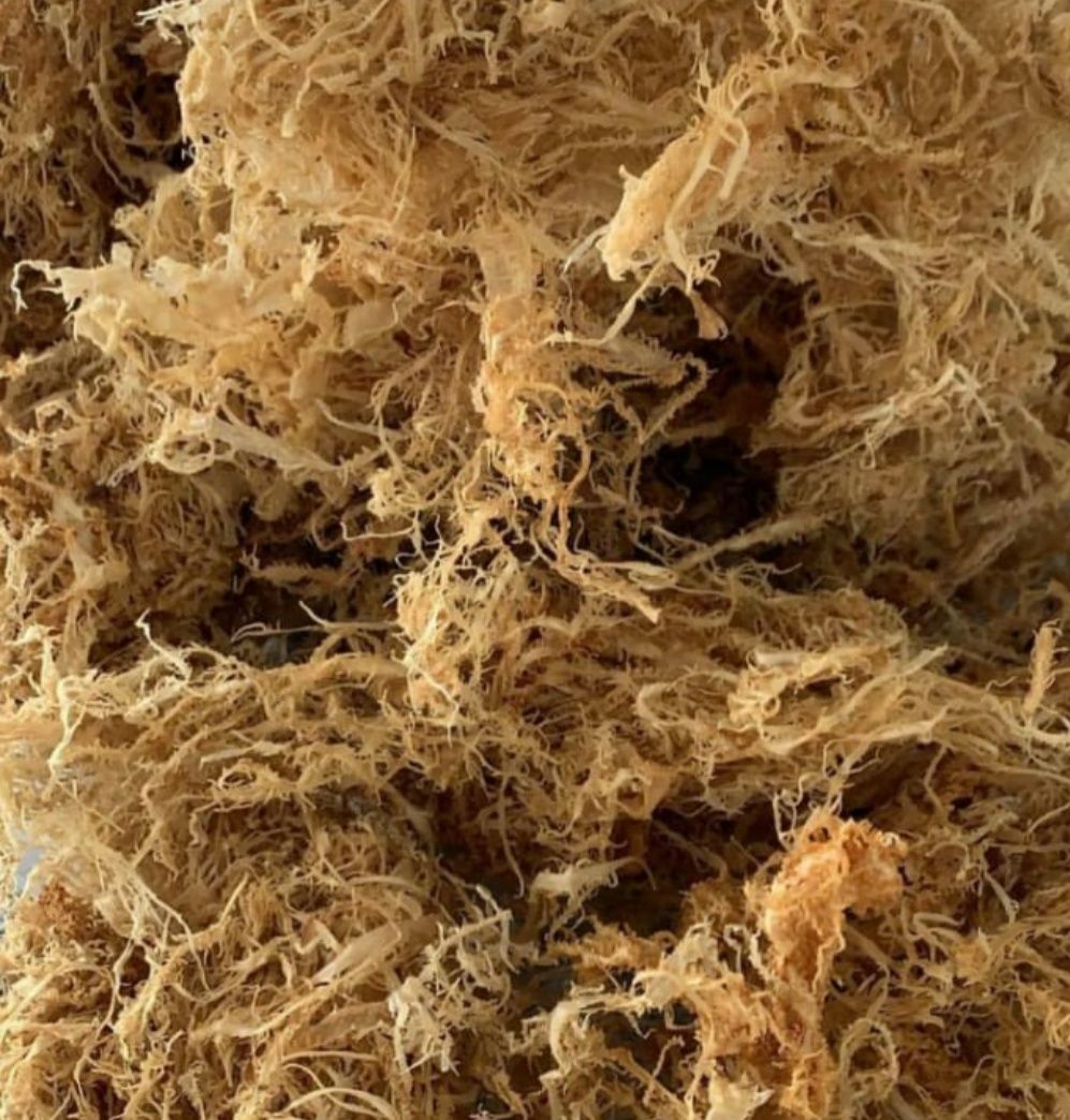 CHONDRUS CRISÙS / MUSGO IRLANDES / IRISH MOSS