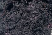 CHONDRUS CRISÙS / MUSGO IRLANDES / IRISH MOSS