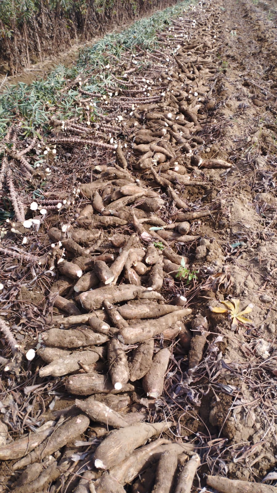Venta de Yuca al por mayor