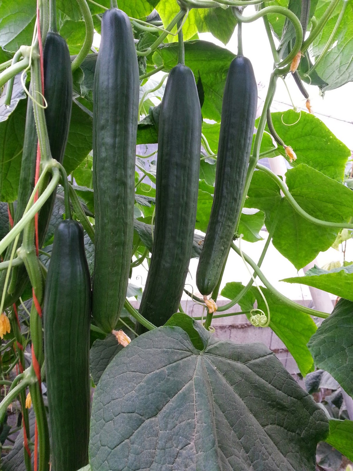 PEPINILLO HOLANDES ORGANICO