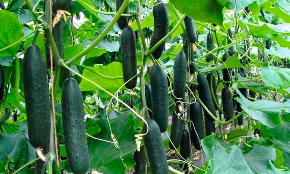 PEPINILLO HOLANDES ORGANICO